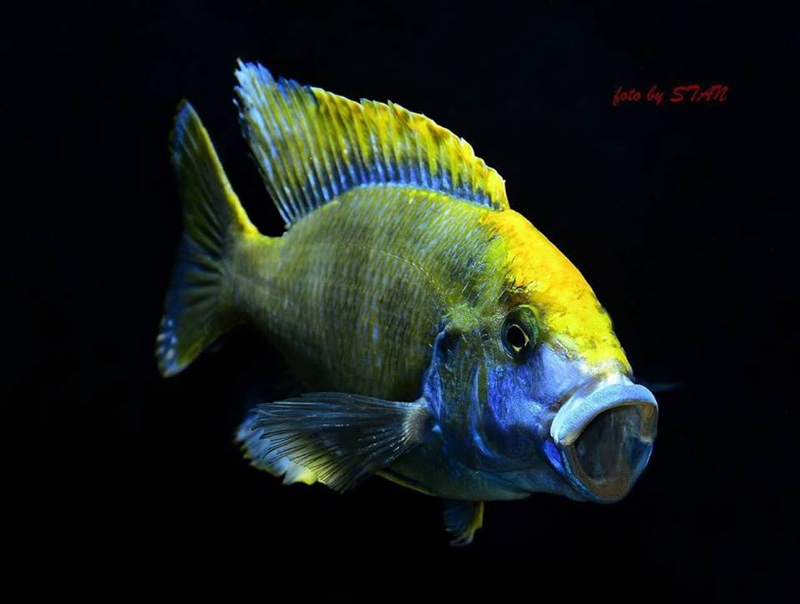 Nimbochromis venustus